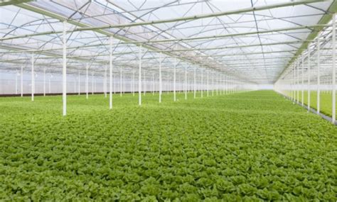 Best Smart Greenhouse Monitoring Systems Perth | S5 System