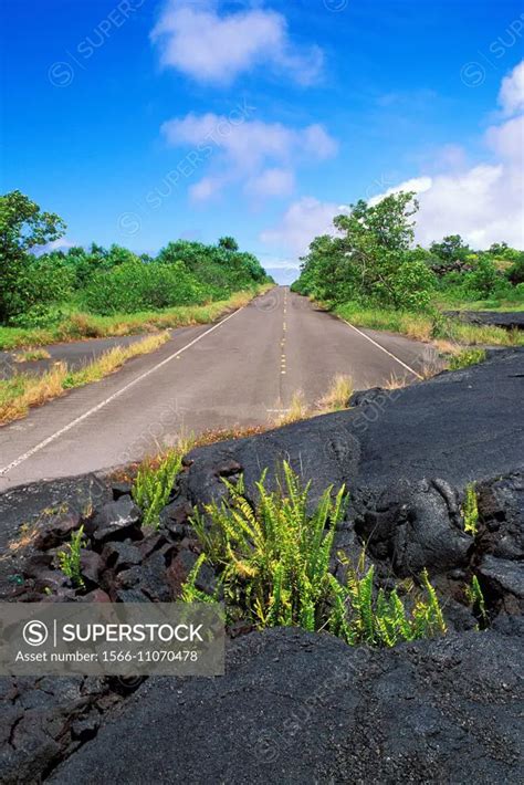 Ferns Emerging From Lava Flow Covering The Remains Of Highway In