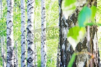 Poster Lichtung Schnee Und Birken Nach Ma Myredro De