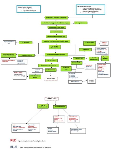 Sheehans Syndrome Pathophysiology Adrenal Gland Diseases And Disorders