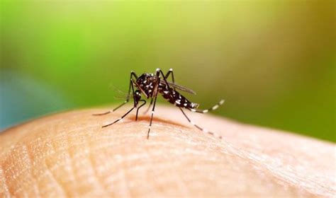 Saiba Como Afastar os Mosquitos da Dengue e Proteger sua Família