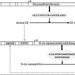 Schematic Representation Of Antagonistic Interaction Between Cytokinin