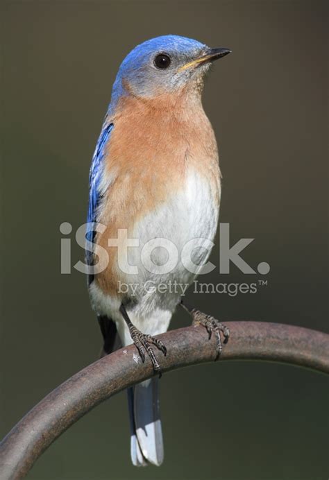 Eastern Bluebird Stock Photo | Royalty-Free | FreeImages