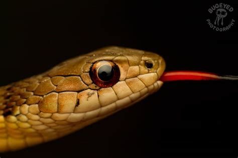 Gorgeous garter : r/snakes