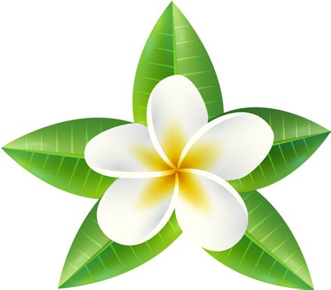 Sampaguita Flower Png Find Download Free Graphic Resources For Sampaguita