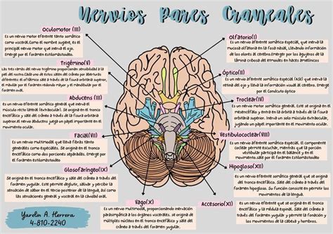 Nervios Pares Craneales Anatom A M Dica Anatomia Del Cerebro Humano