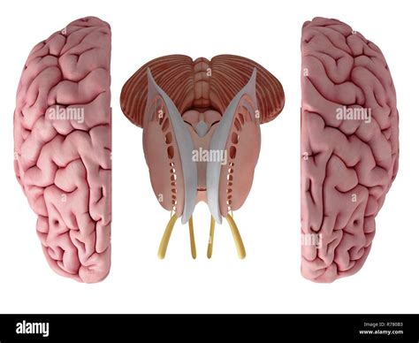 3d rendered illustration of the brain anatomy Stock Photo - Alamy