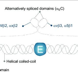 A Schematic Of Structure And Domains Of An A Actinin Dimer The