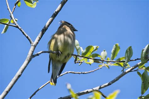 Free Images Nature Branch Flower Wildlife Green Beak Fauna