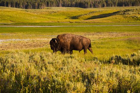 Free Images Nature Grass Field Meadow Prairie Wildlife Herd