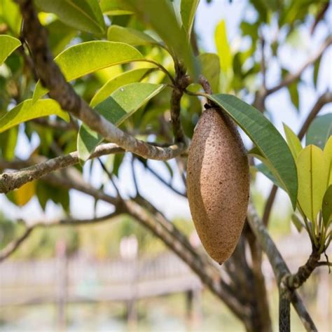 Aliveplant - Nursery For All Tree Lovers - Thai Chikoo(Sapodilla)(GRAFTED )