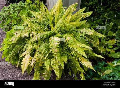 Boston Fern Hi Res Stock Photography And Images Alamy