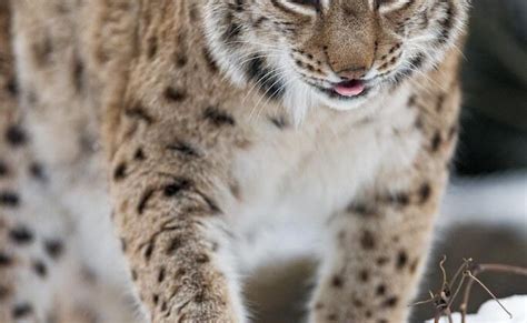 The Fascinating Snow Lynx: Habitat, Behavior, and Adaptations - Tcrascolorado