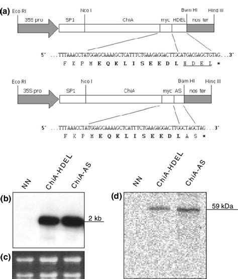 Schematic Representation Of The Plant Expression Cassettes With The