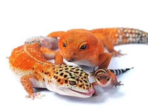 How To Mate Leopard Geckos