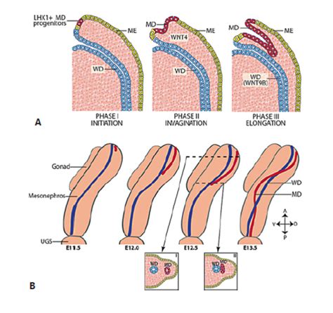 Sexual Differentiation Endotext Ncbi Bookshelf