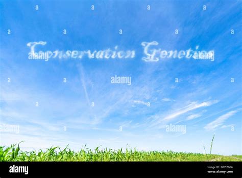 Conservation Genetics: Studying genetic diversity to aid in the ... 