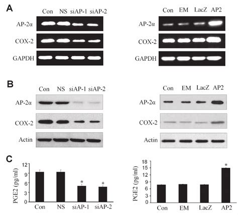 Upregulation Of Cox And Pge By Ap In Npc Cells The Cne Cells