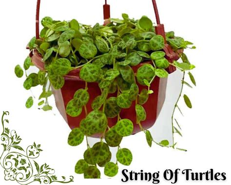 Top 10 Low-Light Hanging Plants for the Bathrooms - InHousePlant - Your ...