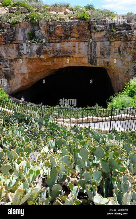 Carlsbad caverns bat hi-res stock photography and images - Alamy