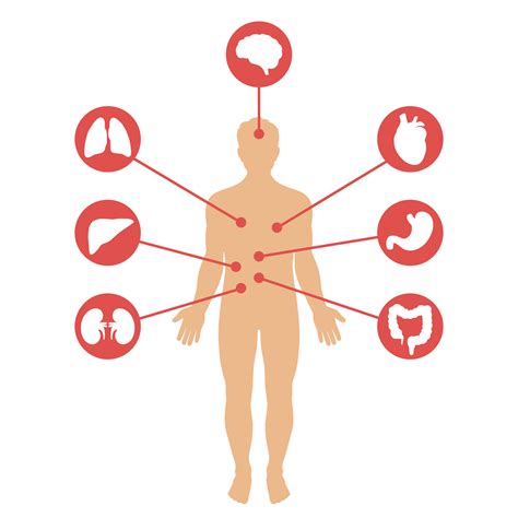 Medisch Poster Beeltenis Menselijk Anatomie Intern Organen 12743836