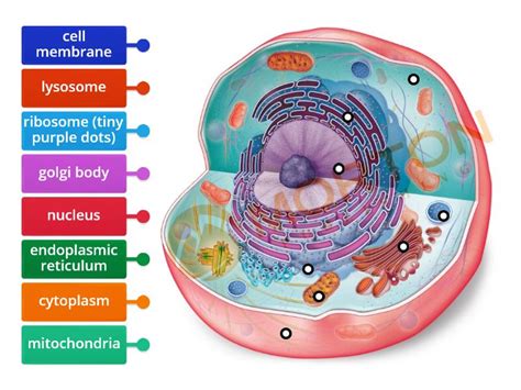 Animal Cell labeling - Labelled diagram