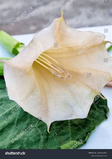 Datura Plant Medicinal Uses Benefits Side Stock Photo 2385625807