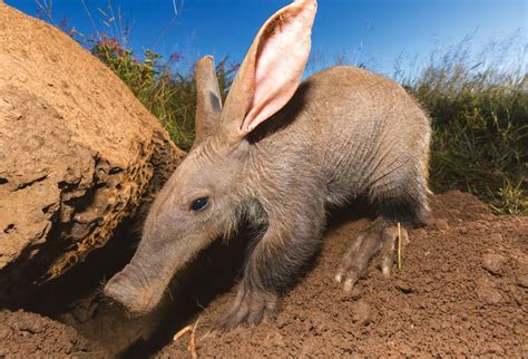 WHY DO AARDVARKS EAT ANTS How It Works Issue 178