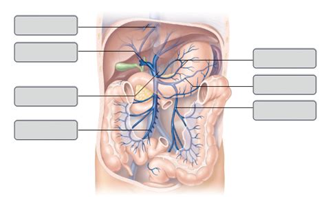 Label Veins Of Hepatic Portal System Diagram Quizlet