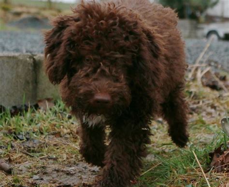 Lagotto Romagnolo Informazioni E Caratteristiche