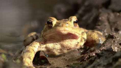 Toad Patrol Videos And Hd Footage Getty Images