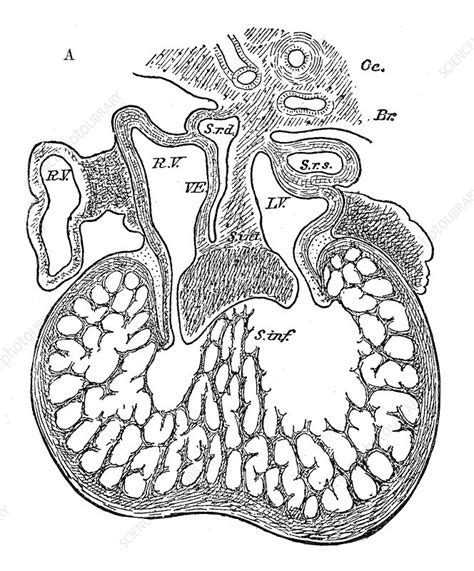 Human Embryo, Heart Development - Stock Image - C036/4975 - Science Photo Library