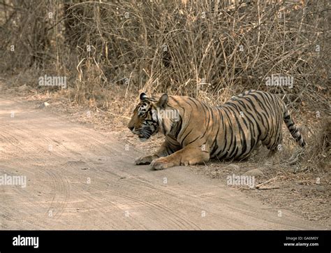 Ranthambore Tiger Hi Res Stock Photography And Images Alamy