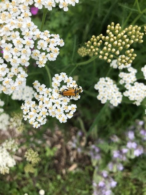 Foto Zwarttip Smalboktor Paracorymbia Fulva Waarnemingen Be