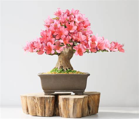 Come Curare Un Bonsai DeAbyDay