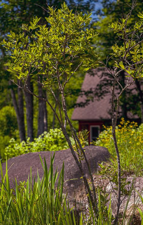 Ilex verticillata – Native Gardens of Blue Hill