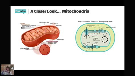 Ap Biology Unit 2 Review Cell Structure And Function 2020 Youtube