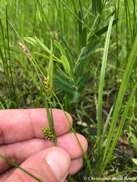 Carex Crawei Illinois Botanizer