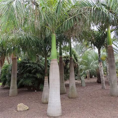 royal-palm-tree-roystonea-oleracea-650x550e | Florida Palm Trees