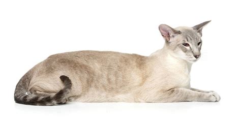 Lilac Point Siamese Cat: Five Things to Know