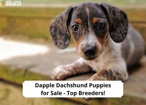 Dapple Dachshund Puppies For Sale Top 5 Breeders