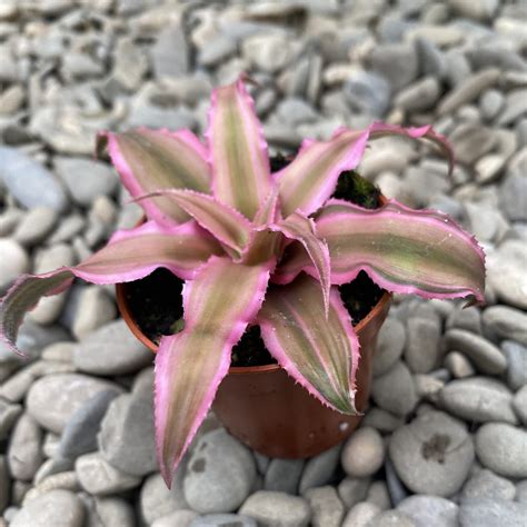 Cryptanthus Bivittatus Pink Starlight Floraria Secret Garden Sg