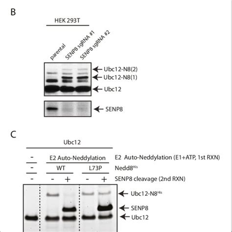 Loss Of SENP8 Leads To Aberrant Neddylation Of NEDD8 Pathway