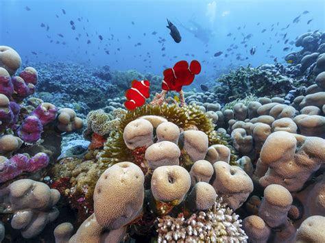 3 Days Private Wakatobi Diving and Island Tour - All Inclusive