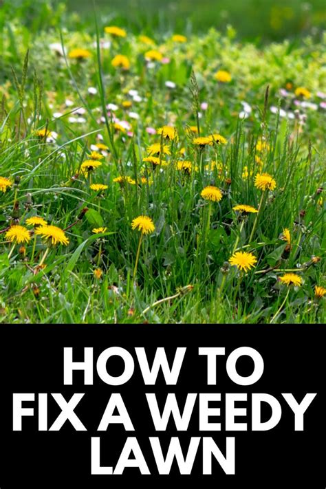 How To Fix A Lawn Full Of Weeds Simple Steps Guide