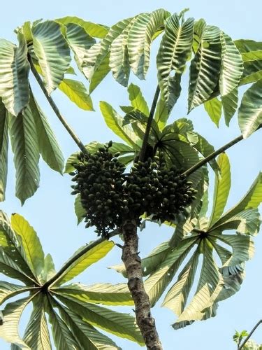 Planta Pourouma 6 Letras - (Pourouma)