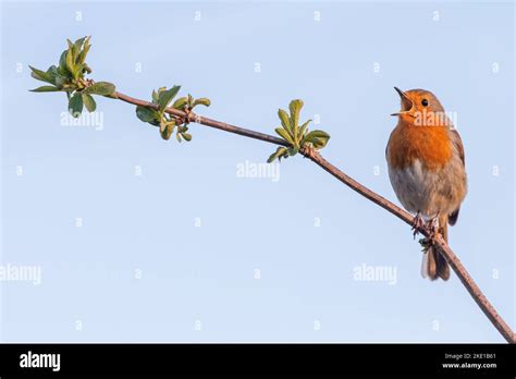 European robin singing. Cute British bird portrait Stock Photo - Alamy