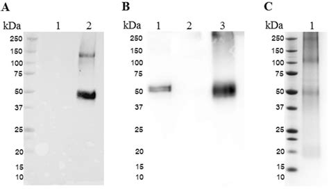 Western Blot And Sds Page Of Plant Produced Hopn A Western Blot Of