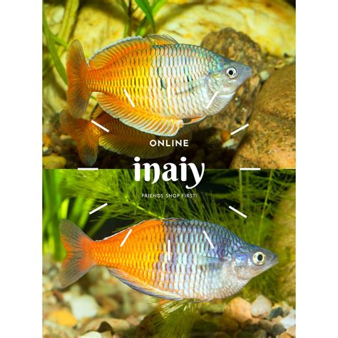 Jual Ikan Hias Aquascape Rainbow Boesemani Murah Banget Ukuran Cm