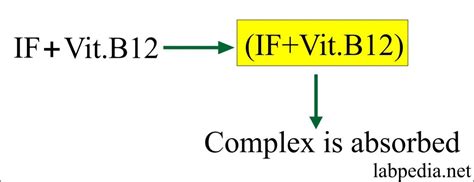 Intrinsic factor Antibody (IF Ab) - Labpedia.net